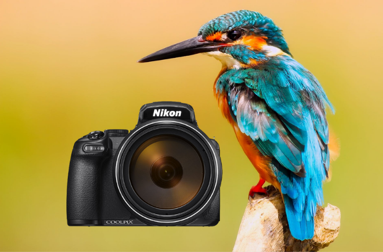 Best Camera For Bird Photography Beginner