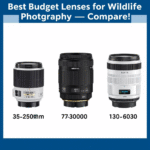 Best Lens for Wildlife Photography on a Budget